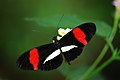 Passionsblumenfalter (Heliconius erato)