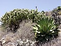 Imagine 7 - Deşertul Sonora -- Plante frecvent întâlnite în Deșertul Sonora, un gen de cactus și o varietate de agavă, Deşertul Baja California