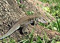 Siguana (Ameiva exsul)