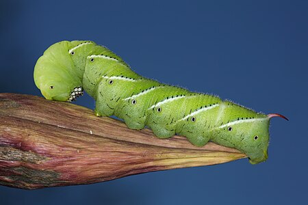 Manduca sexta (Tobacco Hornworm), caterpillar