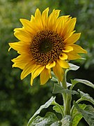 Helianthus annuus Type species