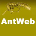 Antweb wp.png; Authors: http://www.antweb.org/index.jsp, Zscout370; Licensing: Creative Commons Attribution ShareAlike 3.0