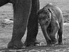 Baby Asian elephant