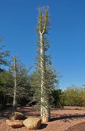 Pylväsokotillo (Fouquieria columnaris)