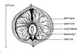 Anatomie d'une noix