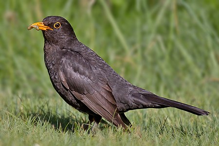 Kara bakal erkek karatavuklara (Turdus merula) verilen ad. Karatavuk, Karatavukgiller (Turdidae) familyasından tüyleri siyah, meyve ve böceklerle beslenen ötücü bir kuş türüdür (Helgoland, Almanya, 3 Haziran 2011).(Üreten: Andreas Trepte])