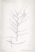 Angraecum expansum