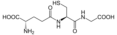 Glutathion : γ-L-glutamyl-L-cystéinylglycine (réducteur).