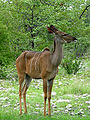 Tragelaphus strepsiceros, Female (cat.)