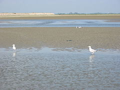 L'estran de la baie de Somme;