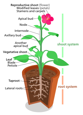 A diagram of a "typical" eudicot, the most common type of plant (three-fifths of all plant species).[181] However, no plant actually looks exactly like this.