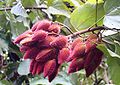 Fruits of Achiote