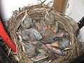 Amsel 7 Tage alt     blackbird 7 days old