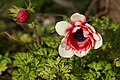 * Nomination Double-flowered anemone (Anemone coronaria), in a garden, France. --JLPC 18:22, 15 March 2013 (UTC) * Promotion  Support --Rjcastillo 18:37, 15 March 2013 (UTC)  Comment Bit noisy background and near oversharpening. Border-case for me. Good colours and composition though. Biopics 19:45, 15 March 2013 (UTC)