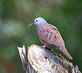 ruddy ground dove