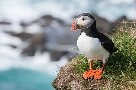 Bayağı deniz papağanı (Fratercula arctica), dalıcımartıgiller (Alcidae) familyasından bir kuş türüdür. Başlıca olarak İzlanda ve Faroe Adaları'nda yaşayan deniz papağanları, Kanada, Kuzey Avrupa ve Arktik Daire gibi diğer bölgelerin de yerli canlısıdır (Temmuz 2013, İzlanda). (Üreten: Richard Bartz)