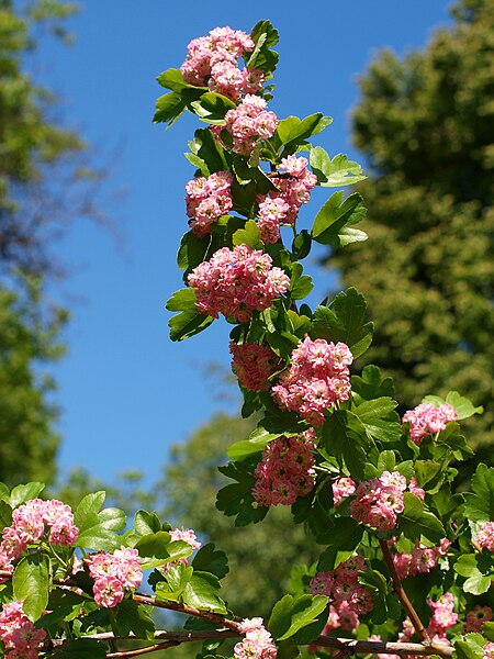 File:Poltava Botanical garden (179).jpg