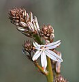 The flower of the Asphodelus aestivus