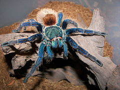 Vogelspinnen kunnen heldere blauwe kleuren hebben. Chromatopelma cyaneopubescens