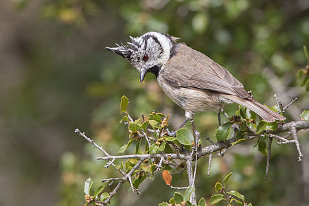 Baştankaragiller (Paridae) familyasına ait bir kuş türü olan tepeli baştankara (Lophophanes cristatus); İspanya. (Üreten:Pierre Dalous)