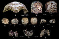 Image 17Ancient human fossil remains from Tam Pa Ling cave (from History of Laos)