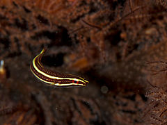 Lepadichthys lineatus.