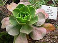 Aeonium nobile Praeg.