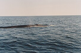 Whale, Gaspé Bay