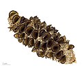 * Nomination seeds of Banksia integrifolia - graines de Banksia côtier, Chèvrefeuille blanc --Ercé 17:51, 12 March 2013 (UTC) * Promotion Good quality. --ComputerHotline 19:41, 12 March 2013 (UTC)