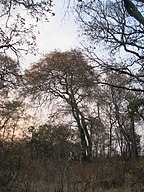 A subtropical forest, during the dry season (March)