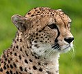 Image 1 Cheetah Photograph: William Warby A portrait of a cheetah at Whipsnade Zoo in Bedfordshire. Cheetahs have small and streamlined heads. Their ears are small, short, and rounded, marked by black patches on the back and tawny edges. Their high-set eyes have round pupils, while their whiskers are fine and inconspicuous. Their faces have unique "tear streak" markings that may serve to reduce glare or define facial expressions. More selected pictures