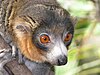 A close-up of the head of a medium-sized primate with brown fur, a long snout, orange eyes, small ears, and orange fur on the throat