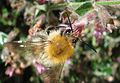 Ordnung:Hautflügler Familie:Apidae Art:Bombus pascuorum Geschlecht:Fehlt noch