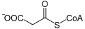 Deutsch: Struktur von Malonyl-CoA English: Structure of malonyl-CoA