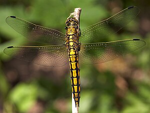 Þessi drekafluga (tegund: Orthetrum cancellatum) af vogvængjuættbálki getur ekki látið vængina hvíla á afturbolnum