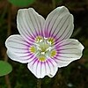 The wood shamrock (Oxalis montana)