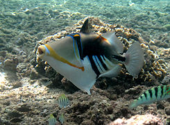 Un baliste Picasso (Rhinecanthus aculeatus).