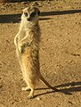 Meerkat a cikin Kalahari