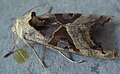 Ordnung:Schmetterlinge Familie:Eulenfalter Art:Phlogophora meticulosa Geschlecht:Fehlt noch