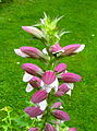 * Nomination Flower of the Acanthus mollis -- MJJR 20:08, 12 August 2007 (UTC) Question I can not see the picture, why? --Beyond silence 14:33, 17 August 2007 (UTC) Comment On my computer the picture is normally visible. Do others also have problems with this picture? Perhaps uploading again can resolve the problem? -- MJJR 20:39, 17 August 2007 (UTC) * Promotion * a tic overexposed and a very straight foward composition. also a snail left a very unadecuate hole in one of the flowers. still all in all i do like this one-LadyofHats 16:09, 20 August 2007 (UTC)