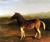 Mannelijke Quagga, vroege jaren 1800.