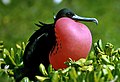 Prachtfregattvogel (Fregata magnificens)