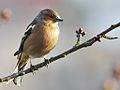 Male chaffinch (Fringilla coelebs)