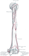 Left humerus. Anterior view.