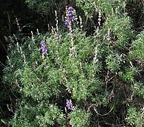 Lupinus longifolius.