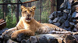 Liger v Novosibirské zoo