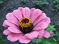 Zinnia elegans