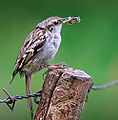 Italiano: Rampichino Certhia brachydactyla