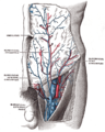 A veia femoral e suas tributárias.