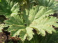 Mammutblatt (Gunnera sp.)